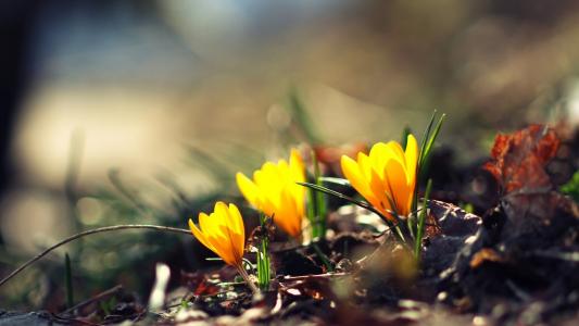 盧益巧PMX4FMB0相關圖片