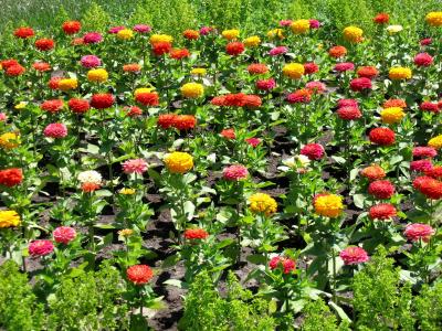 房毓華N8PBQIBU相關(guān)圖片