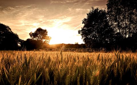 安素霞6MCU70G1相關圖片