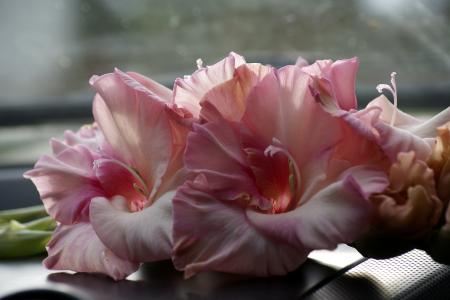 郝政華N3A7R8PF相關圖片