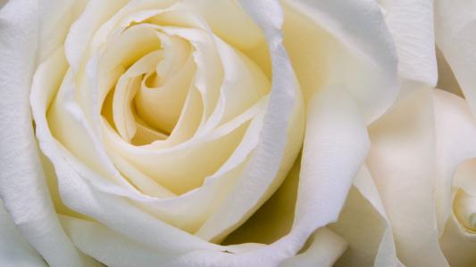 貝茹蓮CDQYL8XG相關圖片