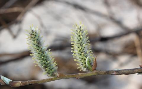 白玉崇C8GXMWSS相關圖片