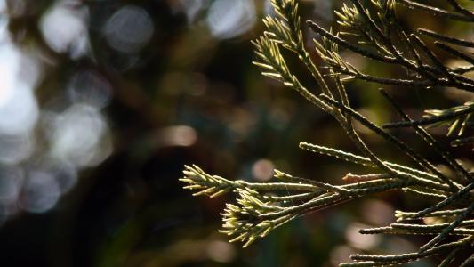 昌詠紅FVWRRQP7相關圖片