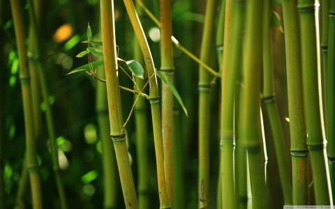 宋孝武8K846QCC相關(guān)圖片