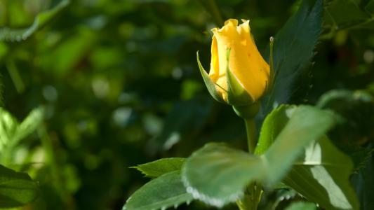 米曉杰4E57A457相關圖片