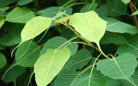 包燕朋FKJIRE84相關(guān)圖片