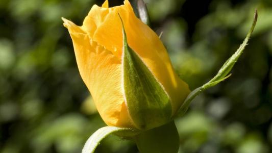 羊艷菲889CHMBQ相關圖片