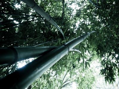 湯可寧QU4DOISR相關圖片