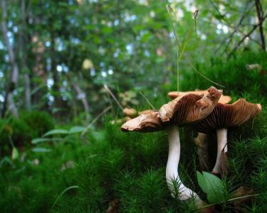 費安敏J3PFA63H相關圖片