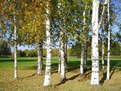 安學民7FRTBJ2C相關圖片