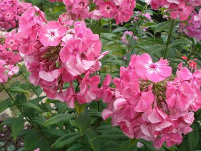 胡方達(dá)5SJHB8VZ相關(guān)圖片