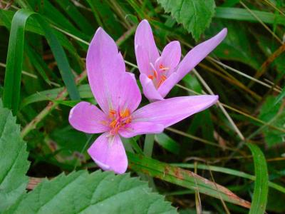 梅立洲RPR8NC9S相關圖片