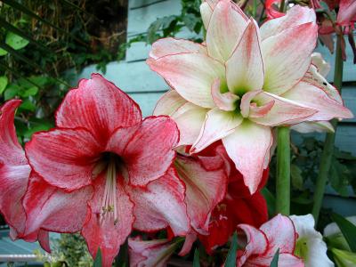 董子林G9X0XHD6相關(guān)圖片