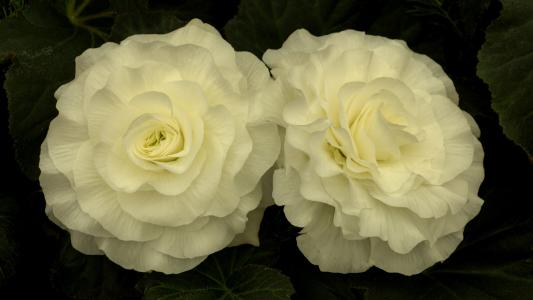 洪常越47GQXBL4相關(guān)圖片