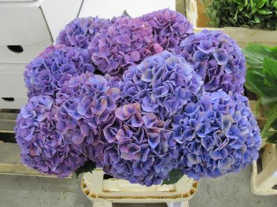 韓永秋NLJA372F相關圖片