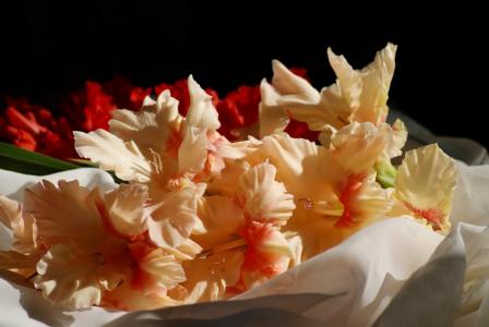 榮晨亮E80PEAXT相關圖片