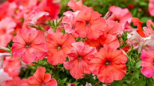 安學民5P91B337相關圖片