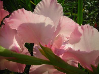 馮穎同VN7KGF3P相關圖片