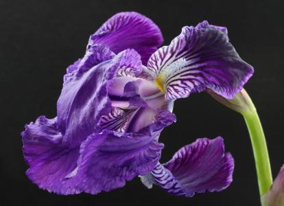 彭琳瑯UAFAJILO相關圖片