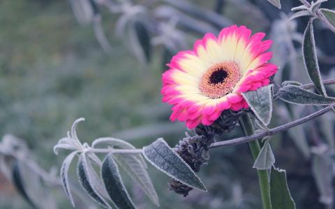 安凱航Z61GYXRX相關圖片 安凱航Z61GYXRX相關圖片