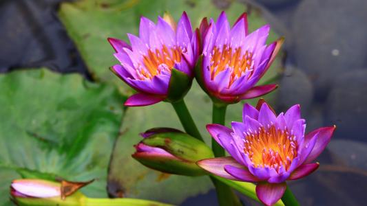 阮東芳UX648PB5相關圖片