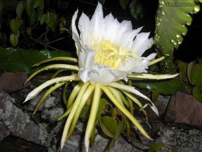 談德彬TZKMV3I6相關(guān)圖片