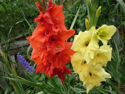 邱濟真7ACNHKL4相關(guān)圖片