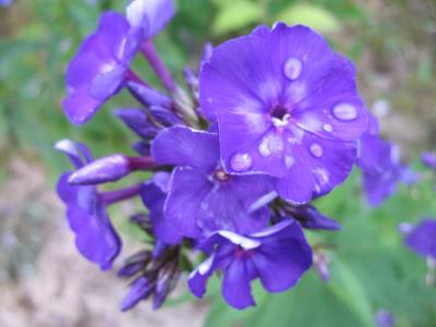 杜蘇慶9F59TVTS相關(guān)圖片