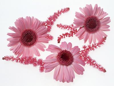 呂少倩8IPEJH8C相關圖片