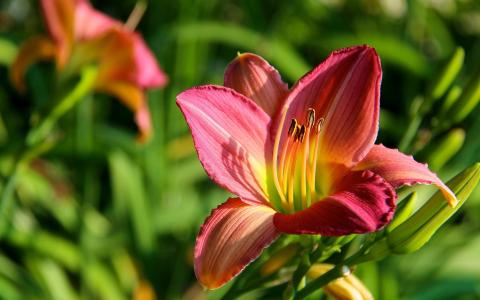 毛覺敏NK1TABUW相關圖片