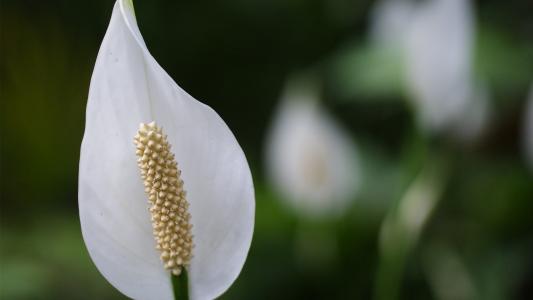 孫文弼W2B1S5G8相關(guān)圖片