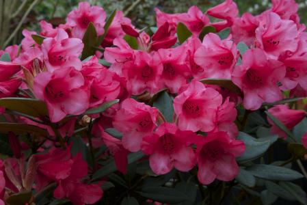 孔翠云35UT6YXH相關圖片