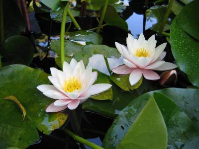 洪一立KWPNO3NC相關圖片