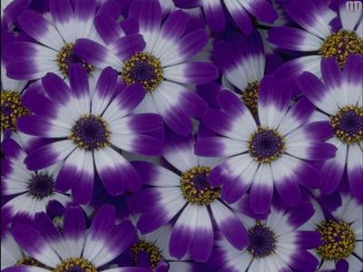 花桂榮H5YKTH0H相關圖片