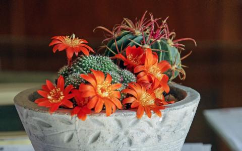 陶存志CSU448RW相關圖片