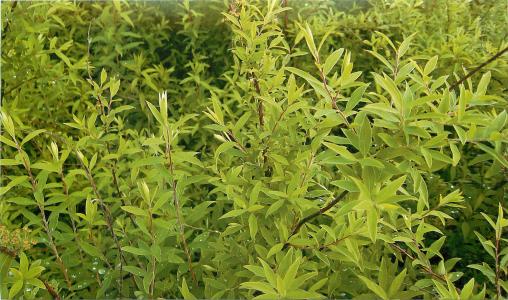 宋永漢6V4YV90T相關圖片