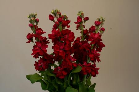 梅園槑RLEBPG35相關圖片