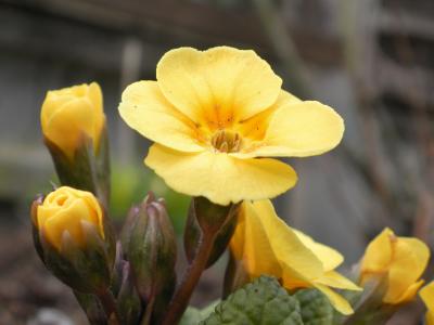 張建屏10A6SS39相關圖片