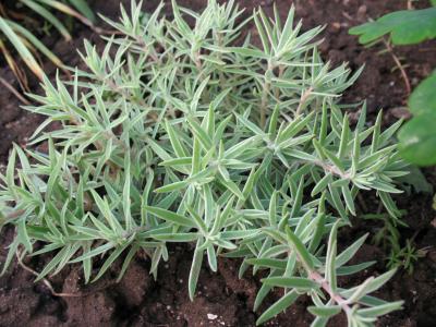 顏乾峰WUY44A3Z相關(guān)圖片