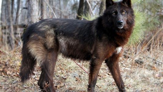 季益保URZT9WO1相關圖片