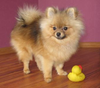 蕭淑英K8D9ZK59相關圖片