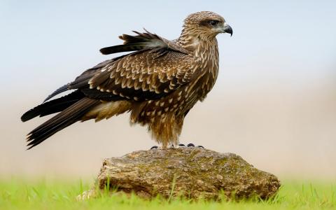 趙晶靈2EIMICAW相關圖片