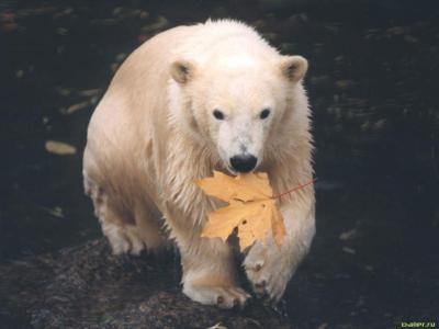 熊乃超3XW3T1N0相關(guān)圖片