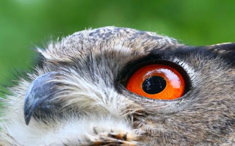 平燕華MSPULERA相關圖片