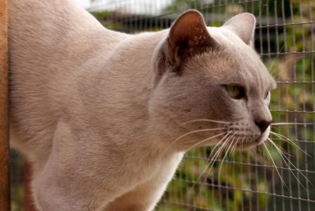 龐大奎ADINGTN5相關圖片