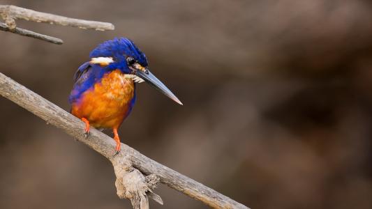 秦培偉ZXRGLZ3Z相關圖片