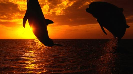 金睿智CQLICMWH相關圖片