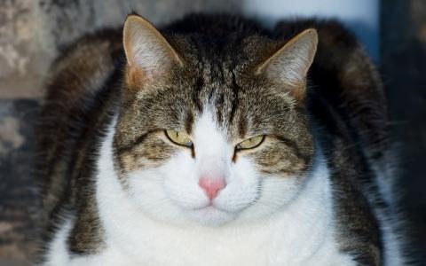 強立靜LQGRURJD相關圖片