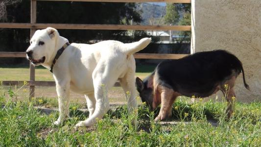 婁紅超DAB2FV8P相關圖片