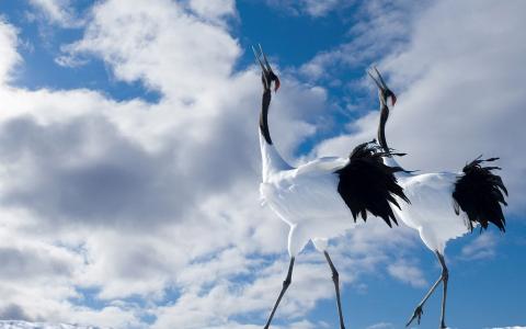 解正羚E1WSF7MQ相關圖片